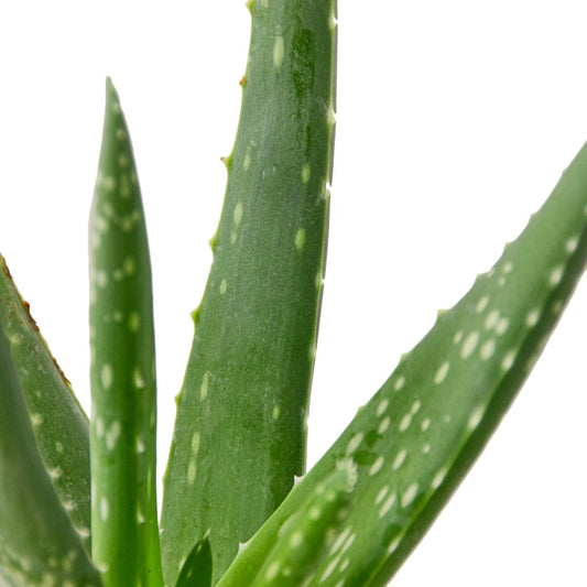 Aloe - Mental Houseplants®