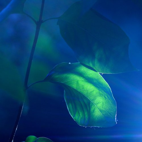 Mental Houseplants: Why We Are Lowering Our Prices - Mental Houseplants™