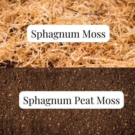 Sphagnum Peat Moss Vs. Sphagnum Moss: What's The Difference And Which 