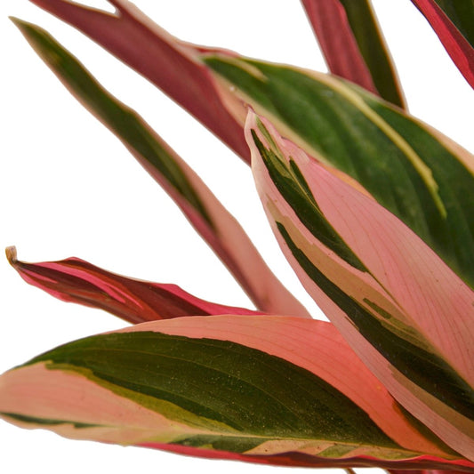 Stromanthe - Mental Houseplants®