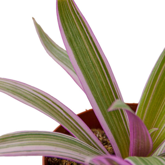 Tradescantia - Mental Houseplants®