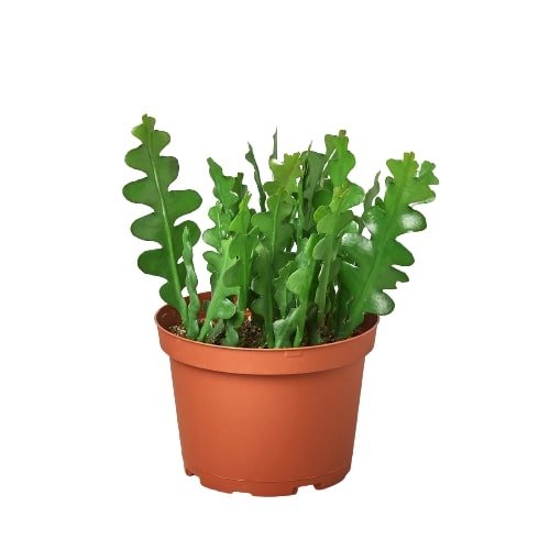 Cactus 'Ric Rac' Indoor Plant - Mental Houseplants™
