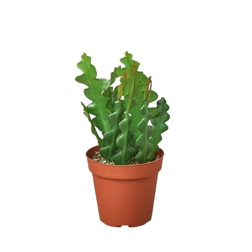 Cactus 'Ric Rac' Indoor Plant - Mental Houseplants™