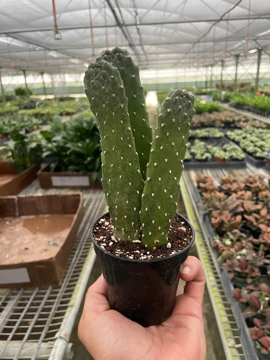 Cactus 'Road Kill' Indoor Plant - Mental Houseplants™