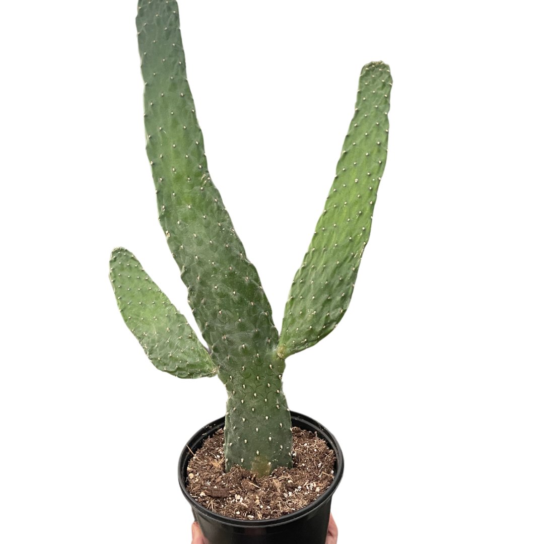 Cactus 'Road Kill' Indoor Plant - Mental Houseplants™