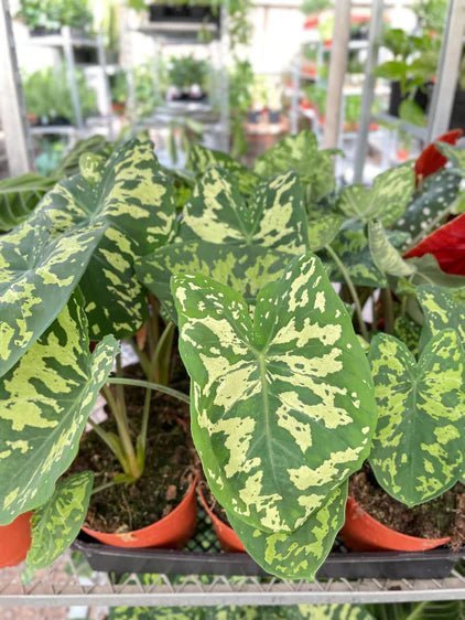 Caladium 'Hilo Beauty' Indoor Plant - Mental Houseplants™