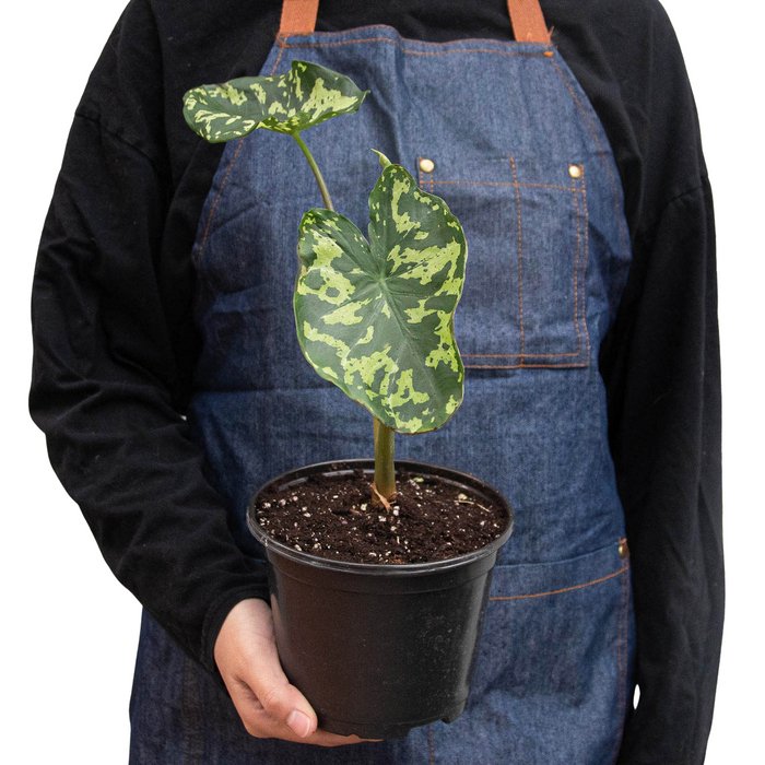 Caladium 'Hilo Beauty' Indoor Plant - Mental Houseplants™