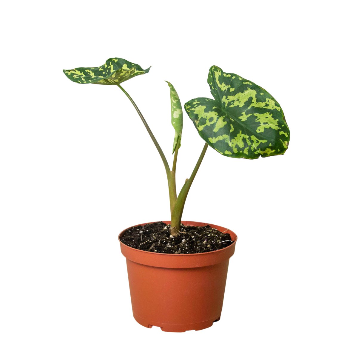 Caladium 'Hilo Beauty' Indoor Plant - Mental Houseplants™