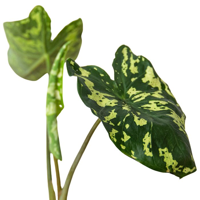 Caladium 'Hilo Beauty' Indoor Plant - Mental Houseplants™