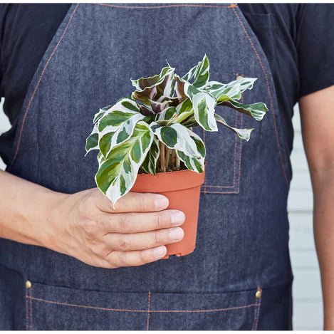 Calathea 'White Fusion' Indoor Plant - Mental Houseplants™