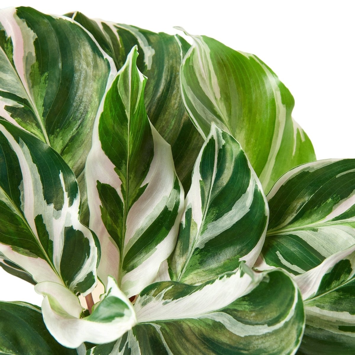 Calathea 'White Fusion' Indoor Plant - Mental Houseplants™