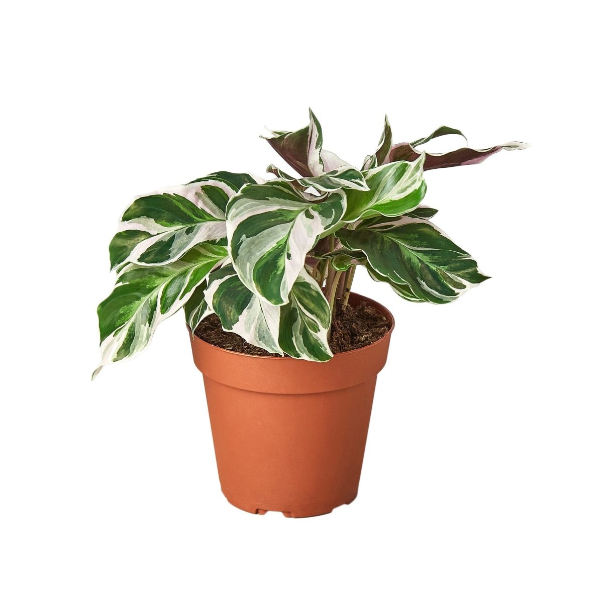 Calathea 'White Fusion' Indoor Plant - Mental Houseplants™