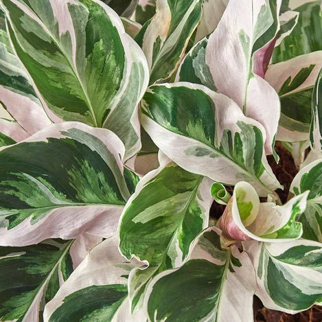 Calathea 'White Fusion' Indoor Plant - Mental Houseplants™