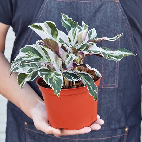 Calathea 'White Fusion' Indoor Plant - Mental Houseplants™