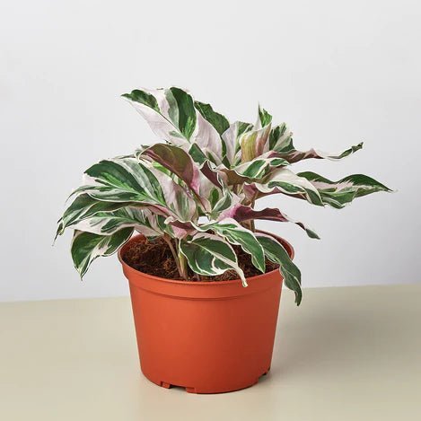 Calathea 'White Fusion' Indoor Plant - Mental Houseplants™
