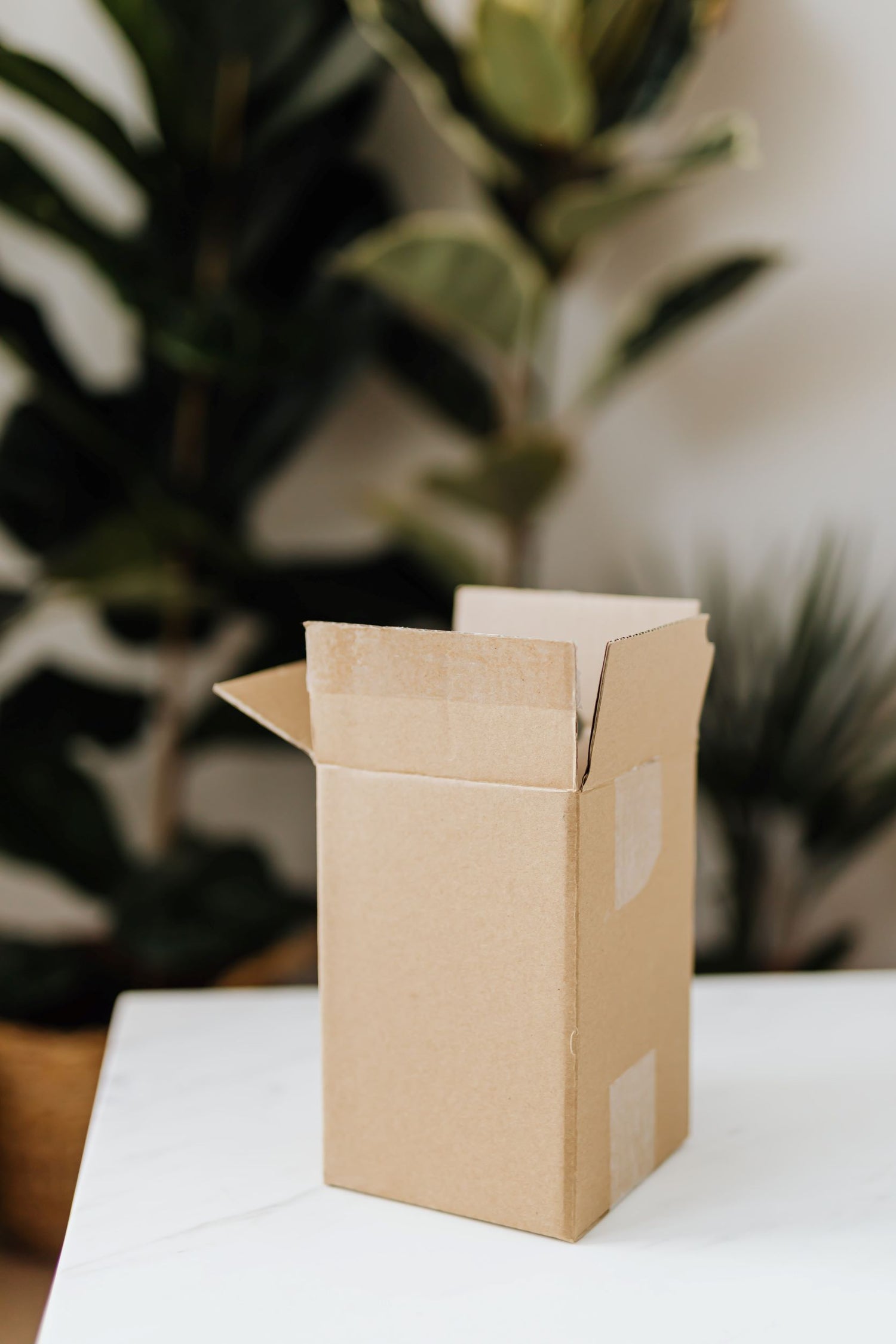 An open cardboard sitting atop a white table with Ficus and Dracaena indoor plants in background.
