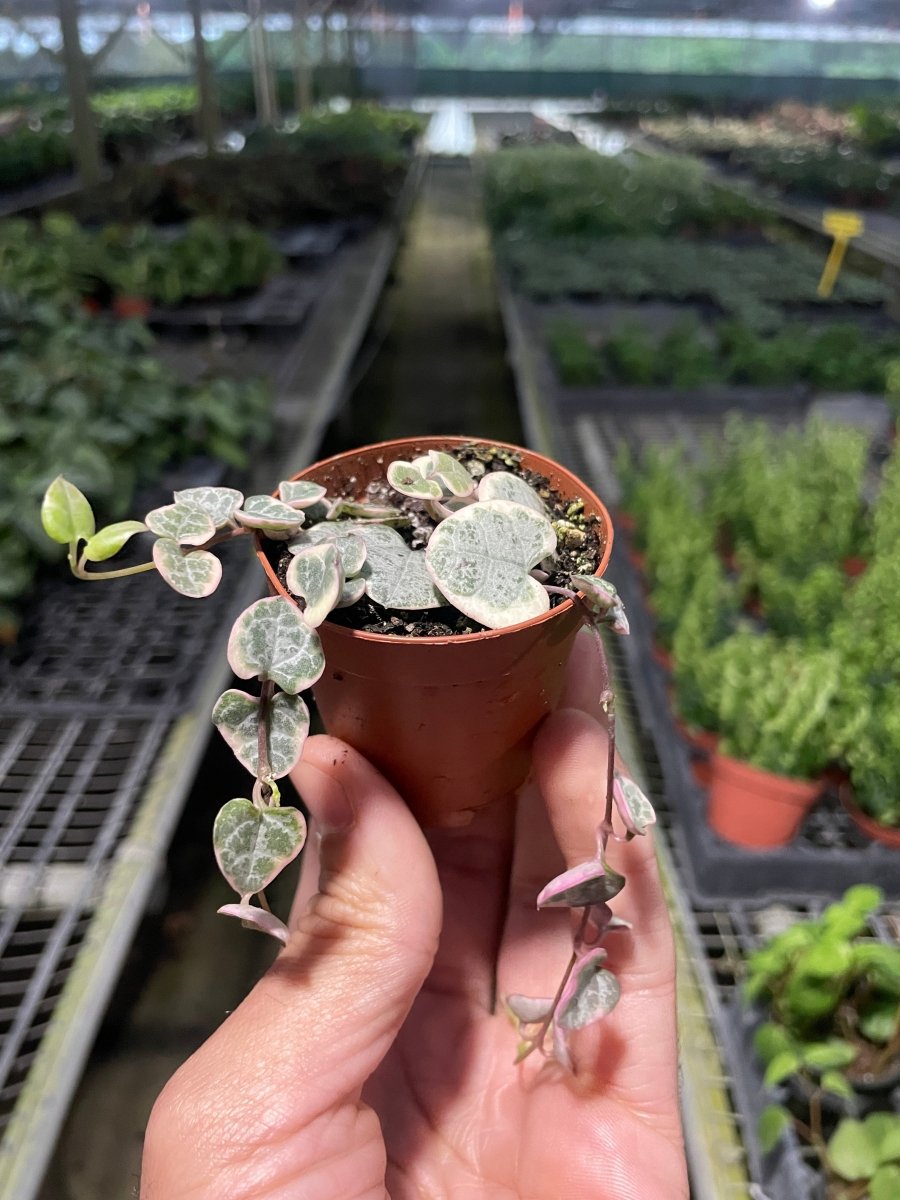 Ceropegia 'Variegated String of Hearts' Indoor Plant - Mental Houseplants™