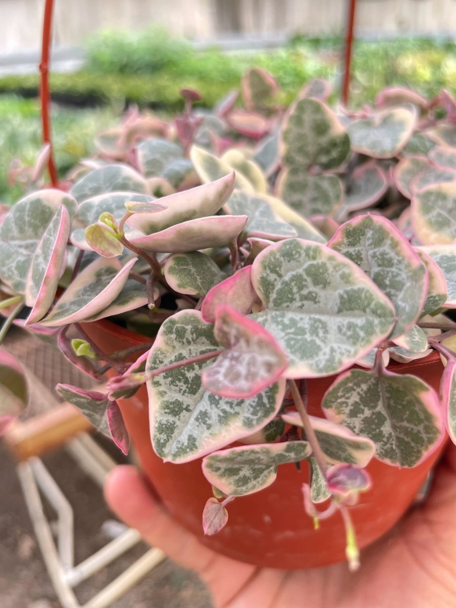 Ceropegia 'Variegated String of Hearts' Indoor Plant - Mental Houseplants™