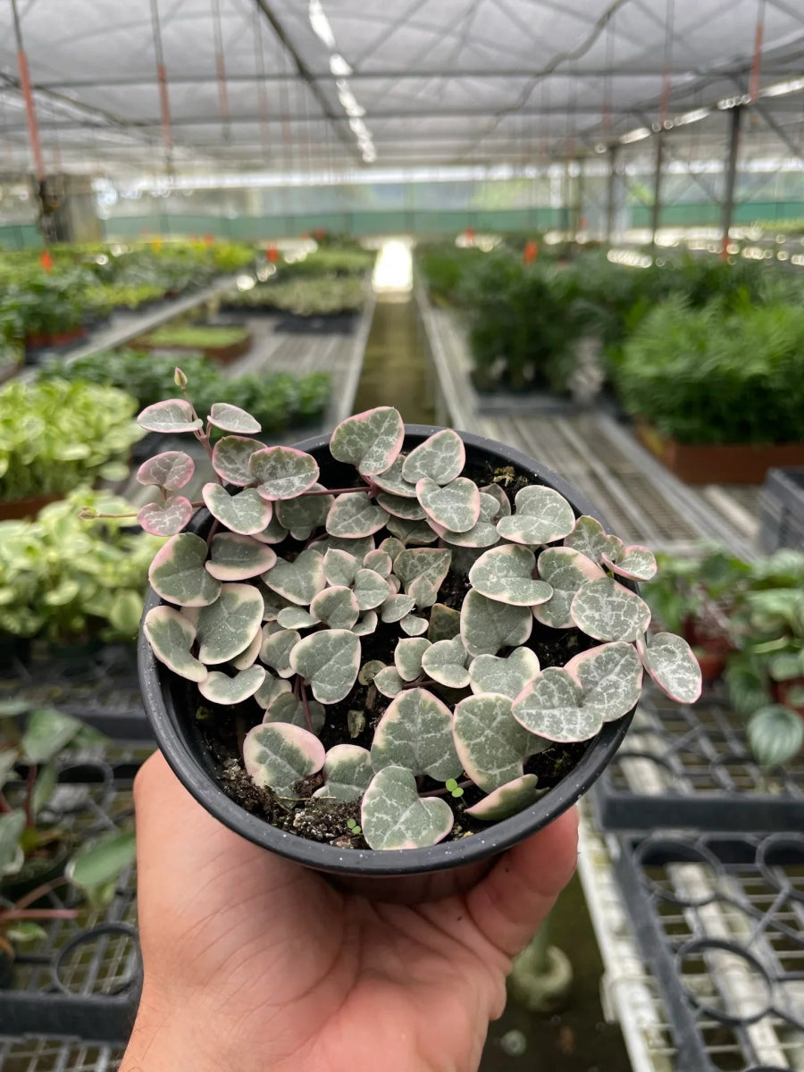 Ceropegia 'Variegated String of Hearts' Indoor Plant - Mental Houseplants™