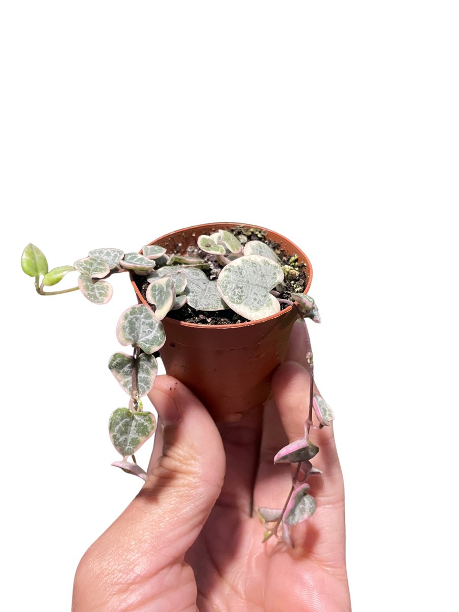 Ceropegia 'Variegated String of Hearts' Indoor Plant - Mental Houseplants™