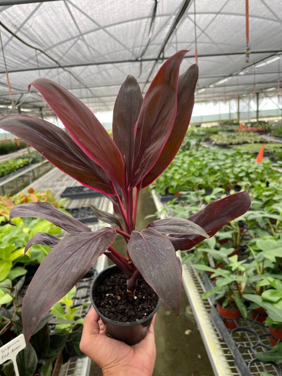 Cordyline 'Calypso Queen' Indoor Plant - Mental Houseplants™