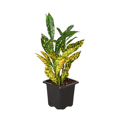 Croton 'Gold Dust' Indoor Plant - Mental Houseplants™