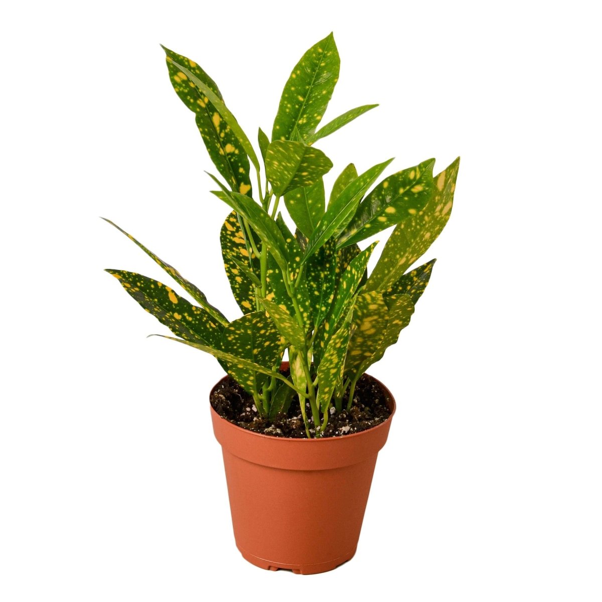 Croton 'Gold Dust' Indoor Plant - Mental Houseplants™