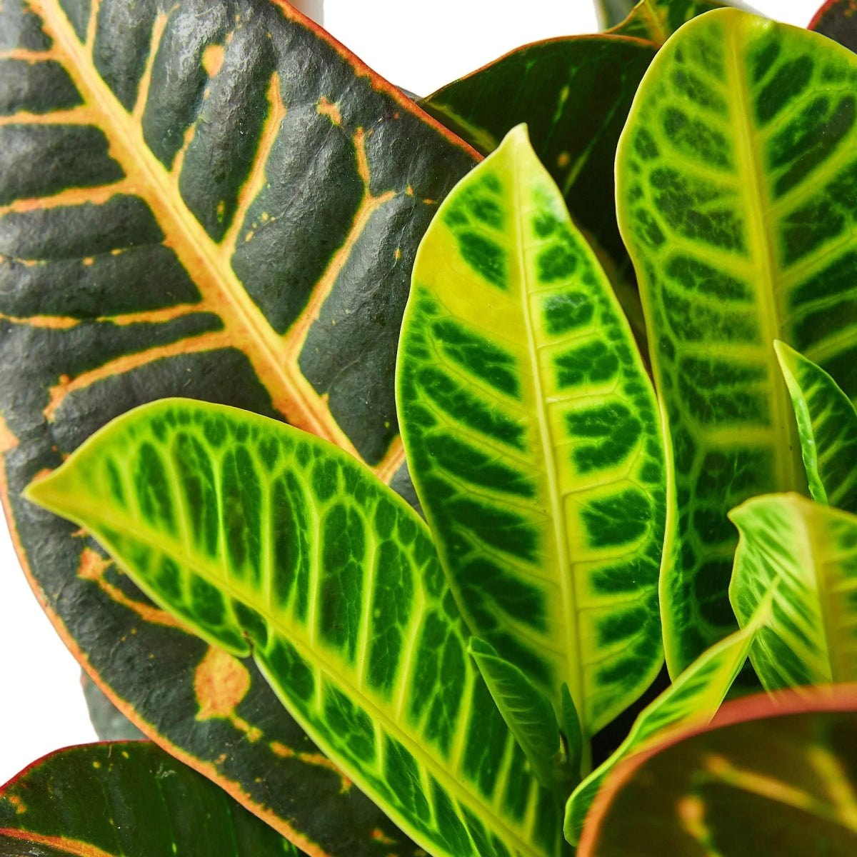 Croton 'Joseph's Coat' Indoor Plant - Mental Houseplants™