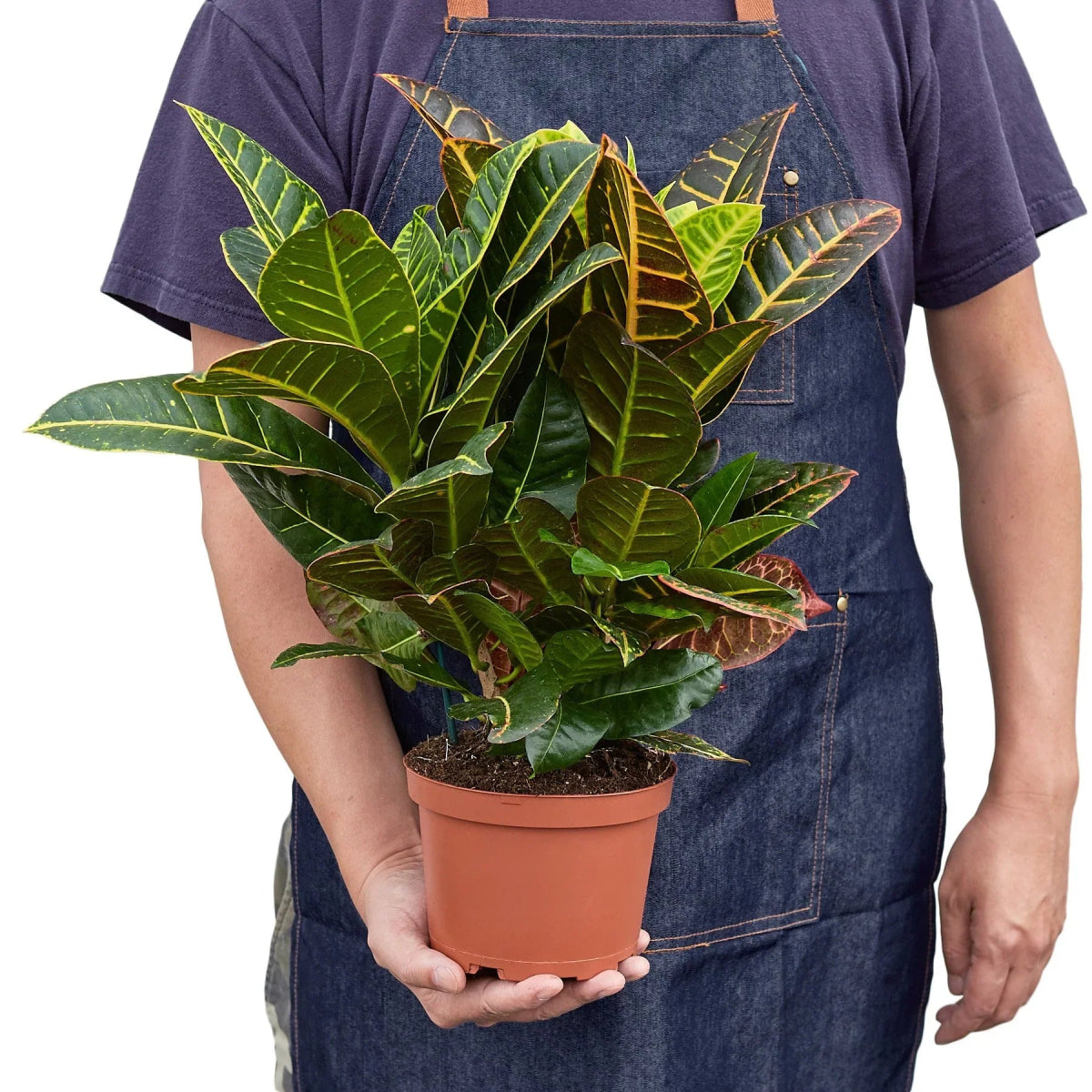 Croton 'Joseph's Coat' Indoor Plant - Mental Houseplants™
