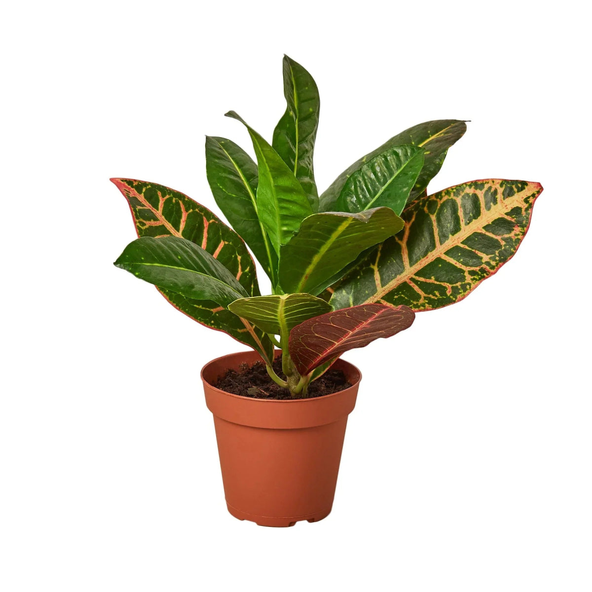 Croton 'Joseph's Coat' Indoor Plant - Mental Houseplants™