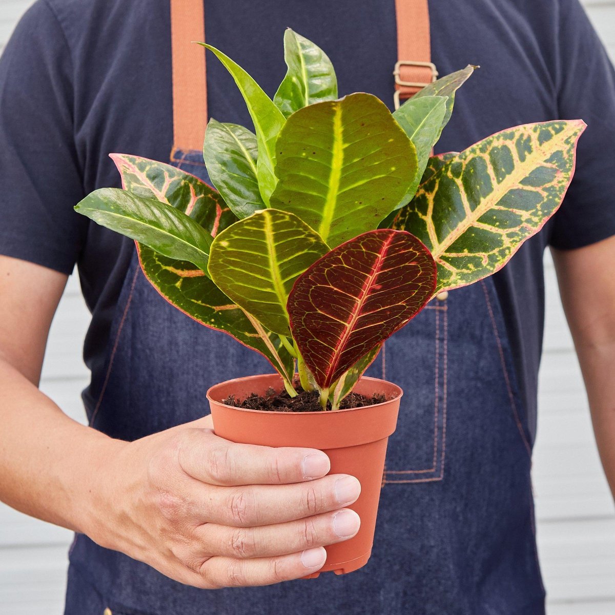 Croton 'Joseph's Coat' Indoor Plant - Mental Houseplants™