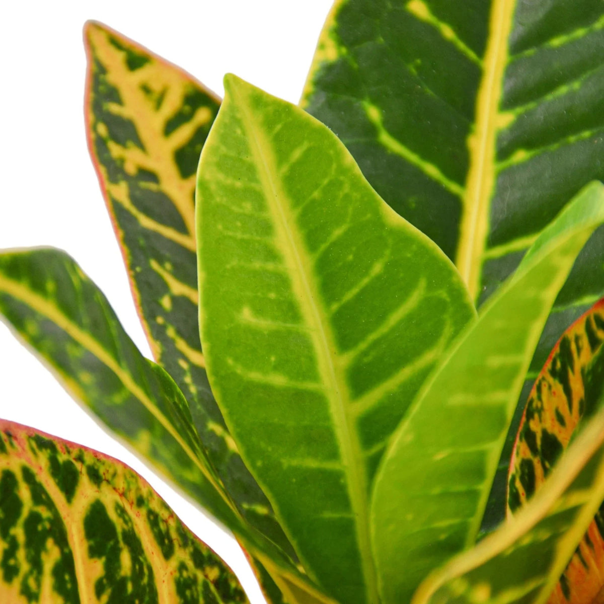Croton 'Joseph's Coat' Indoor Plant - Mental Houseplants™