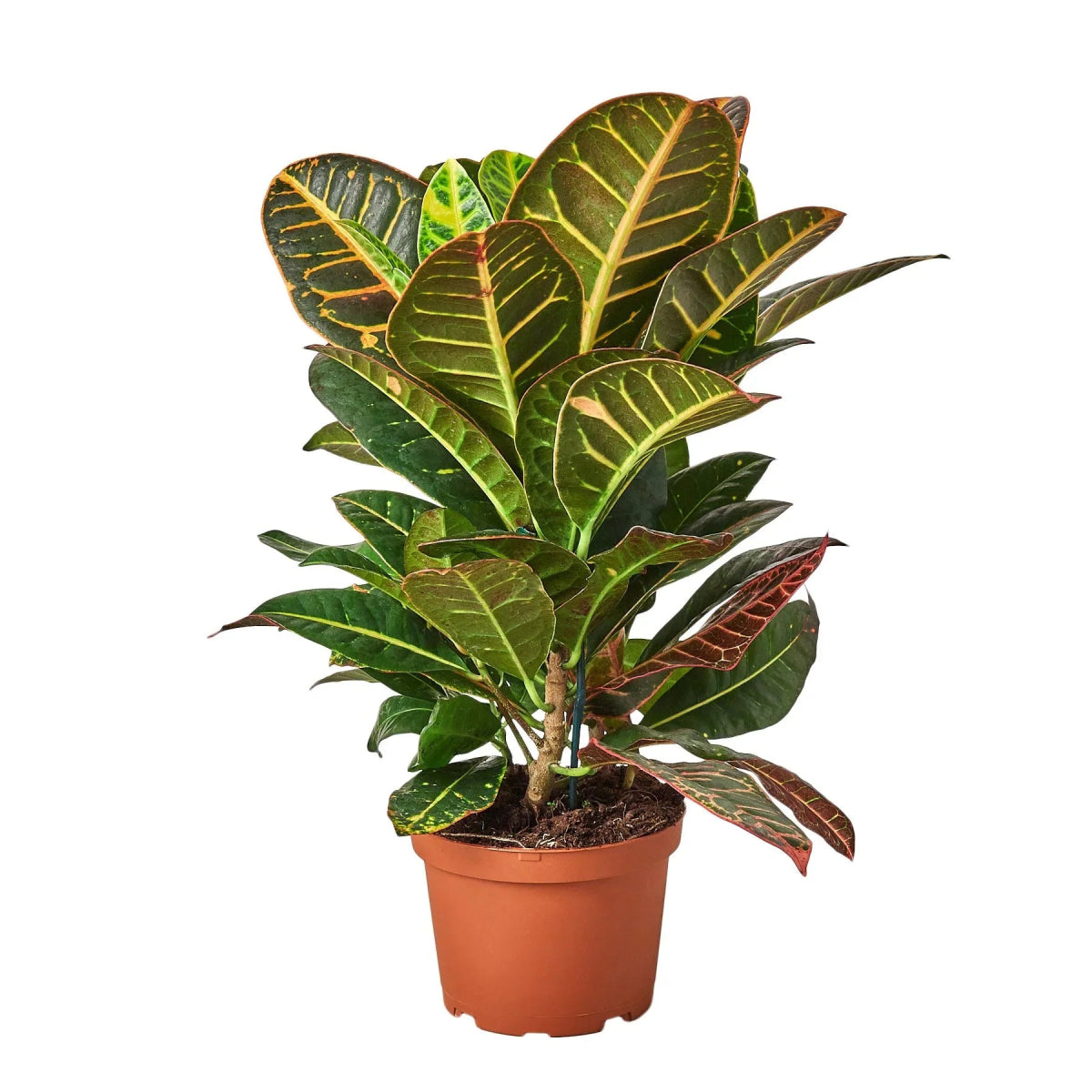 Croton 'Joseph's Coat' Indoor Plant - Mental Houseplants™