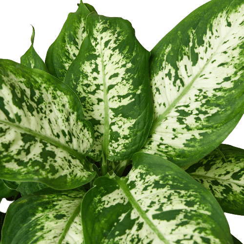 Dieffenbachia 'Tropic Snow' Indoor Plant - Mental Houseplants™