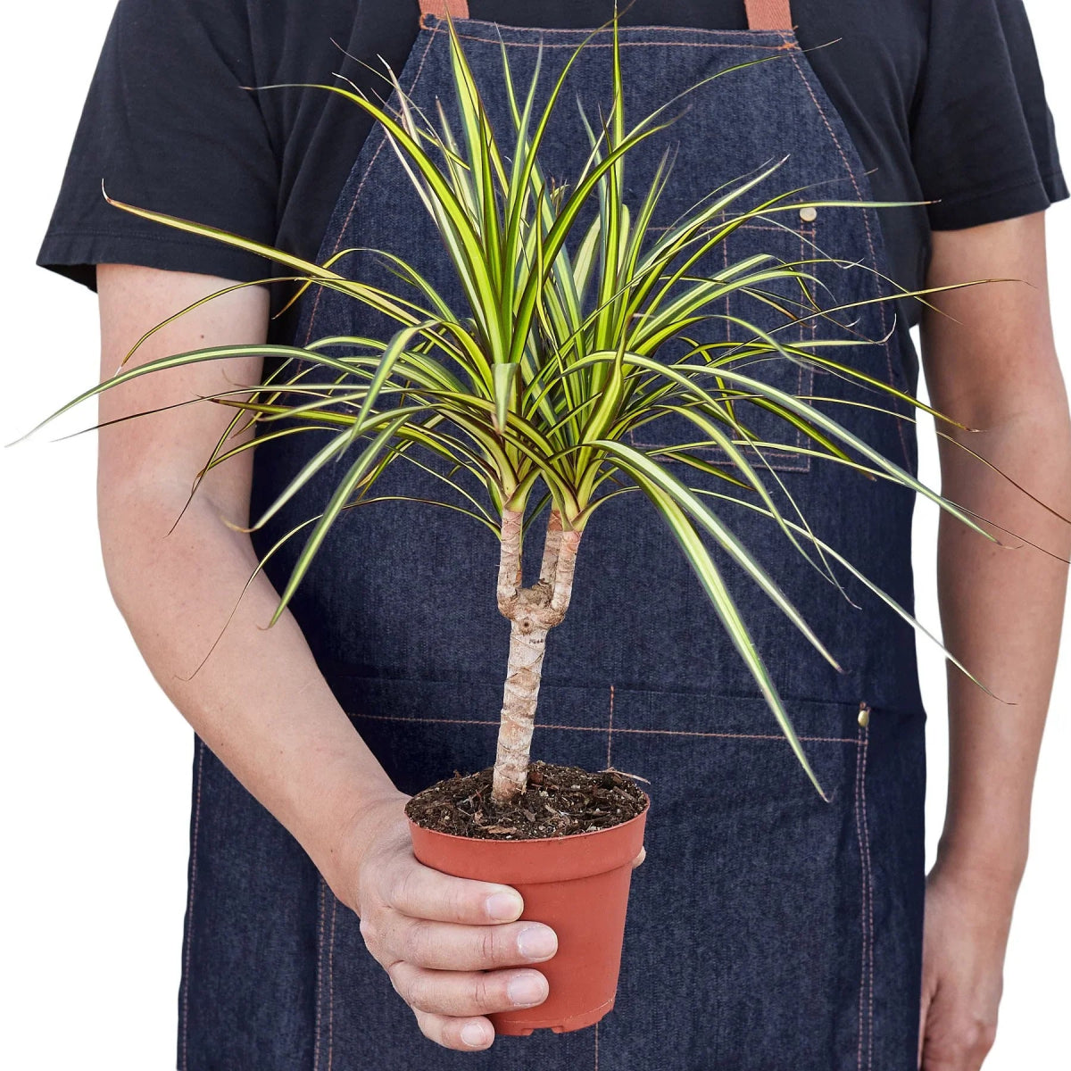 Dracaena 'Hawaiian Sunshine' Indoor Plant - Mental Houseplants™
