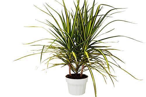 Dracaena 'Hawaiian Sunshine' Indoor Plant - Mental Houseplants™
