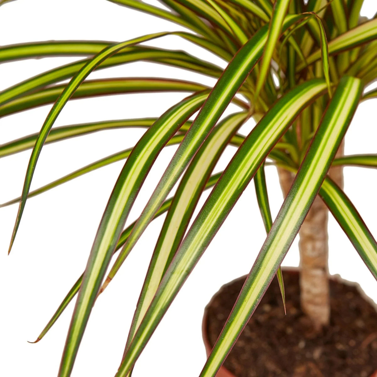 Dracaena 'Hawaiian Sunshine' Indoor Plant - Mental Houseplants™