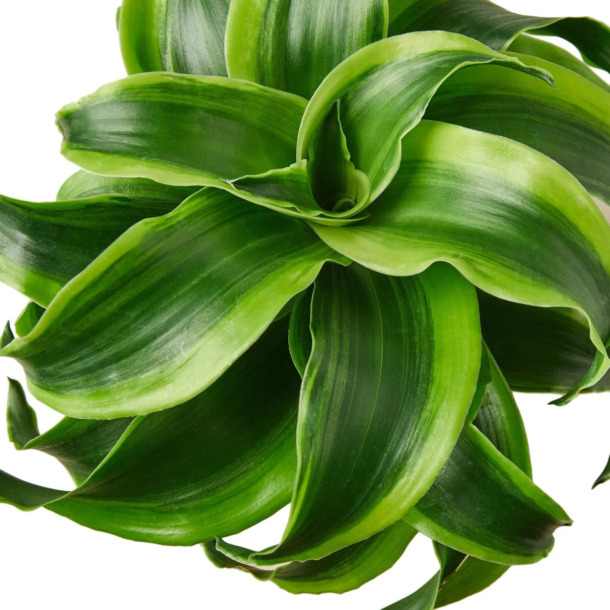 Dracaena 'Tornado' Indoor Plant - Mental Houseplants™