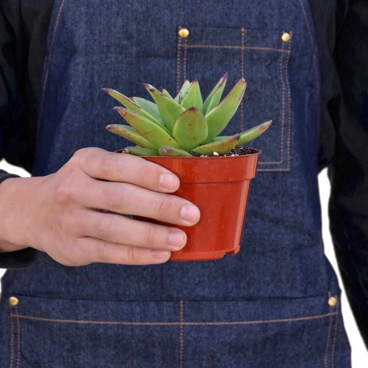 Echeveria 'Lipstick' Indoor Plant - Mental Houseplants™