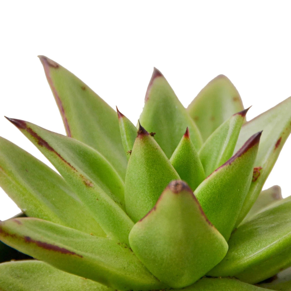 Echeveria 'Lipstick' Indoor Plant - Mental Houseplants™