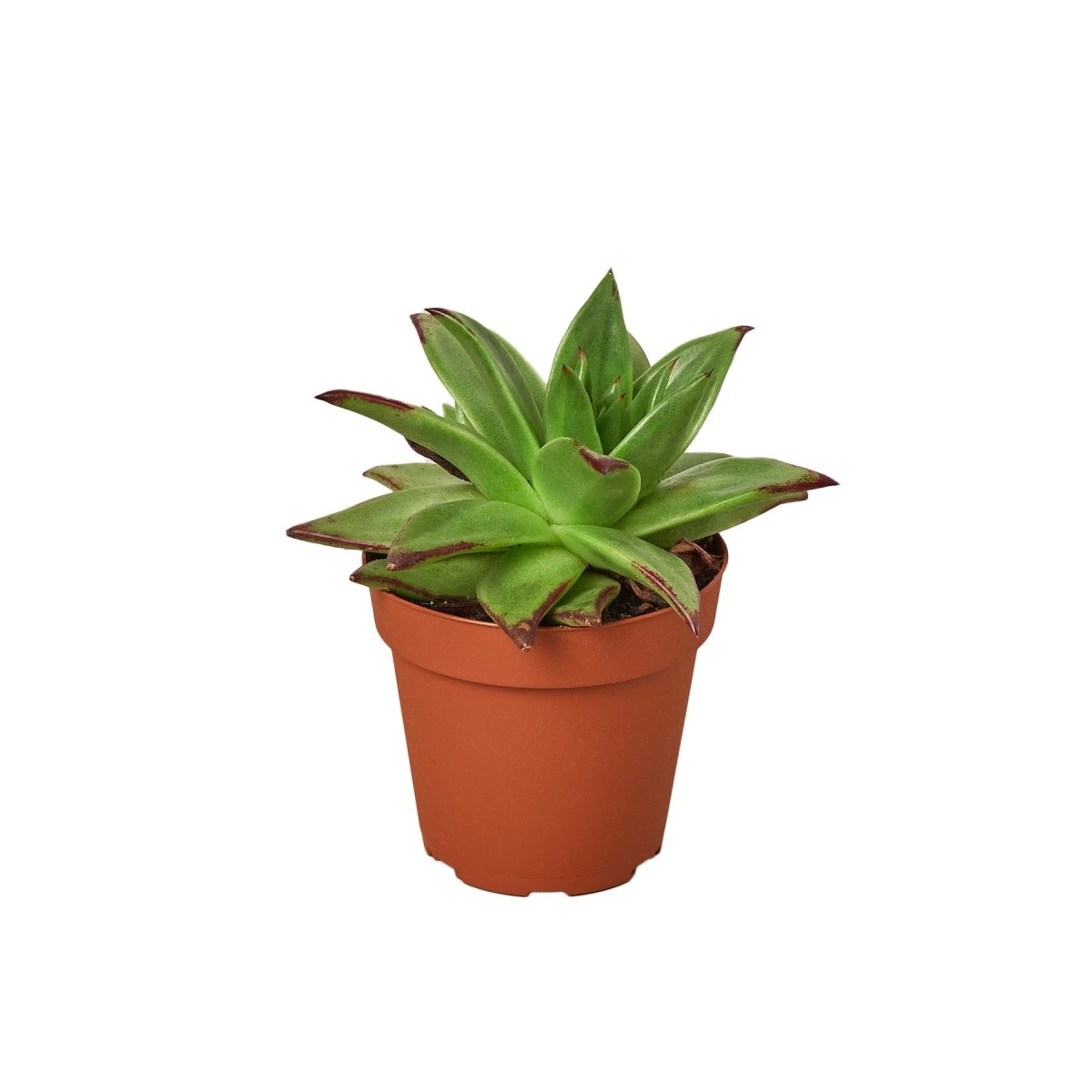 Echeveria 'Lipstick' Indoor Plant - Mental Houseplants™
