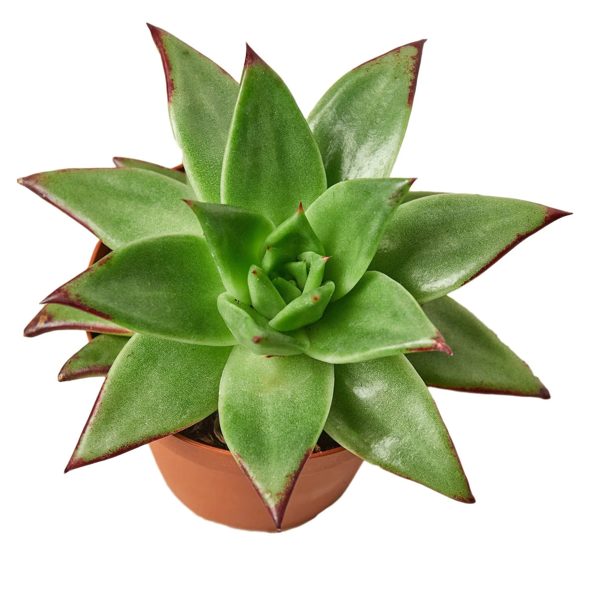 Echeveria 'Lipstick' Indoor Plant - Mental Houseplants™