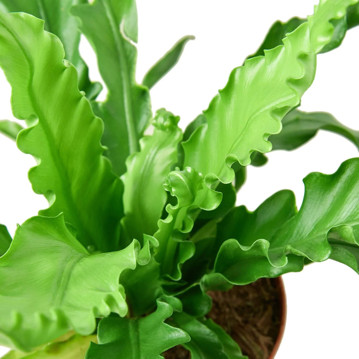 Fern 'Bird's Nest Victoria' Indoor Plant - Mental Houseplants™