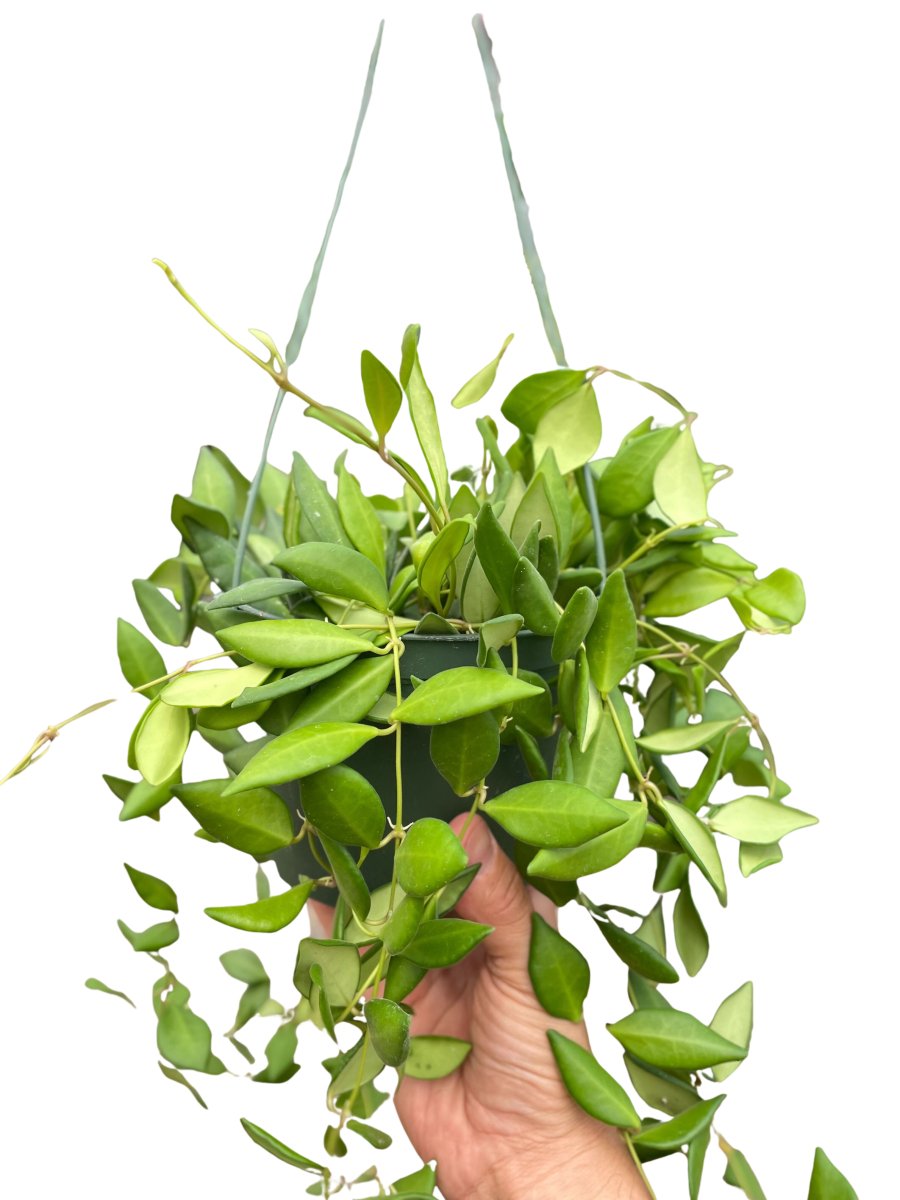 Hoya 'Burtoniae' Indoor Plant - Mental Houseplants™
