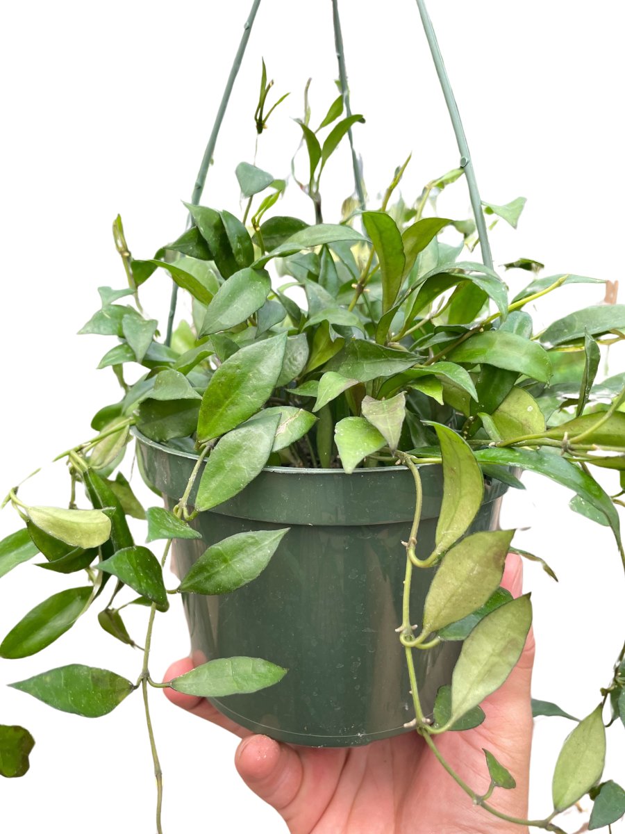Hoya 'Cinnamon - Scented Wax Plant' Indoor Plant - Mental Houseplants™