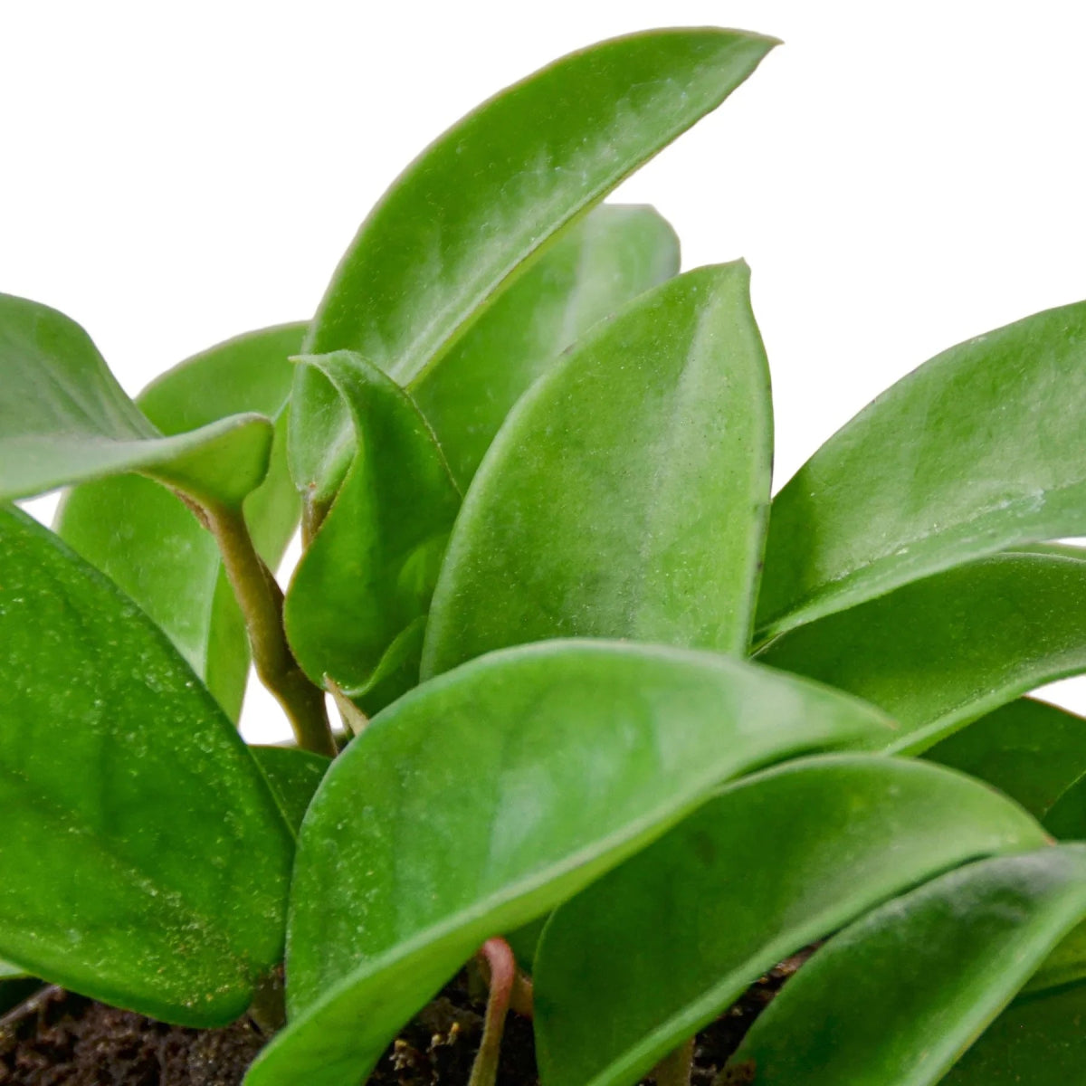 Hoya 'Porcelain Flower' Indoor Plant - Mental Houseplants™