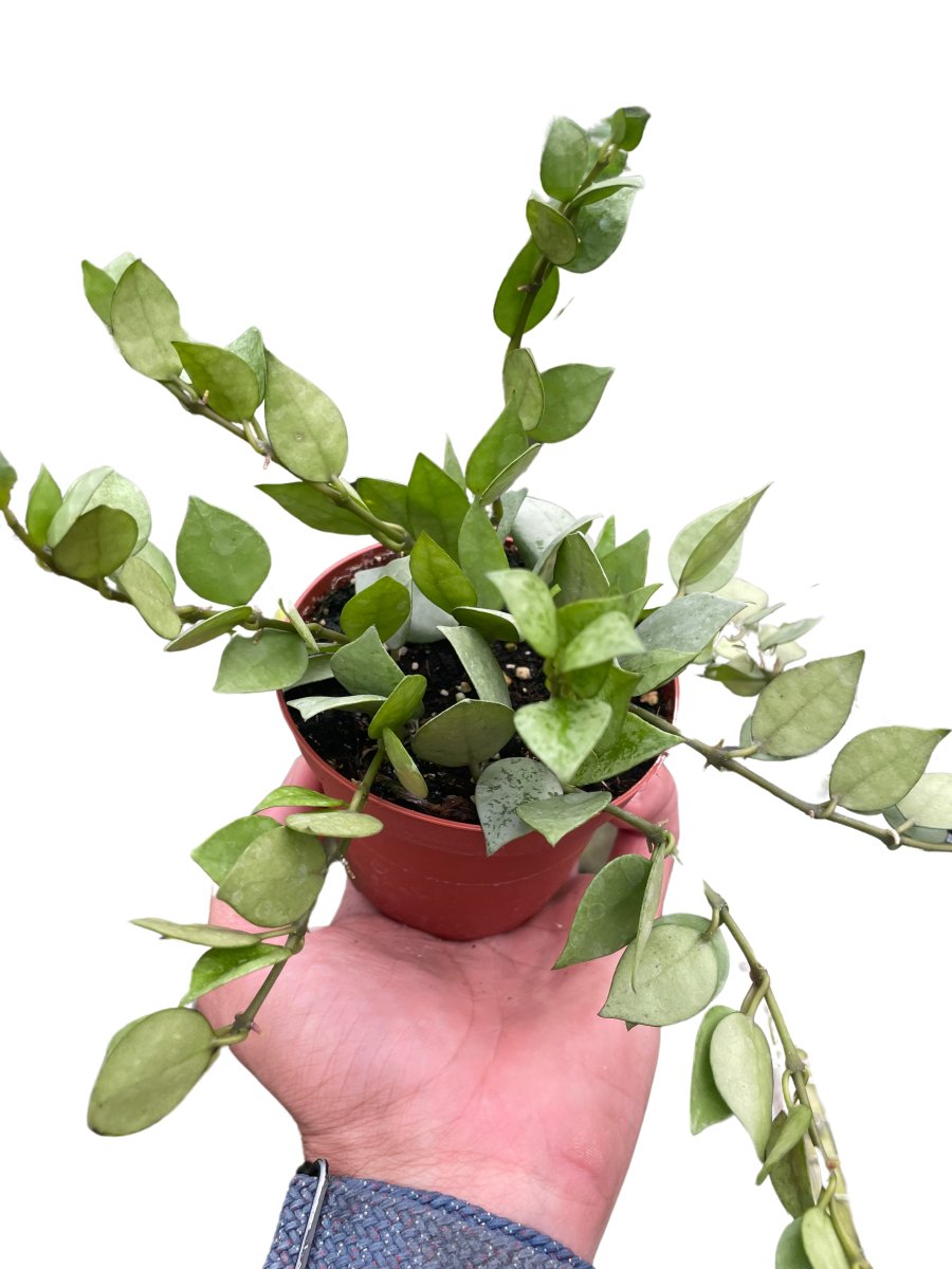 Hoya 'Super Silver' Indoor Plant - Mental Houseplants™