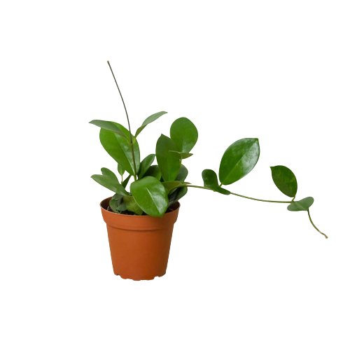 Hoya 'Waxvine' Indoor Plant - Mental Houseplants™