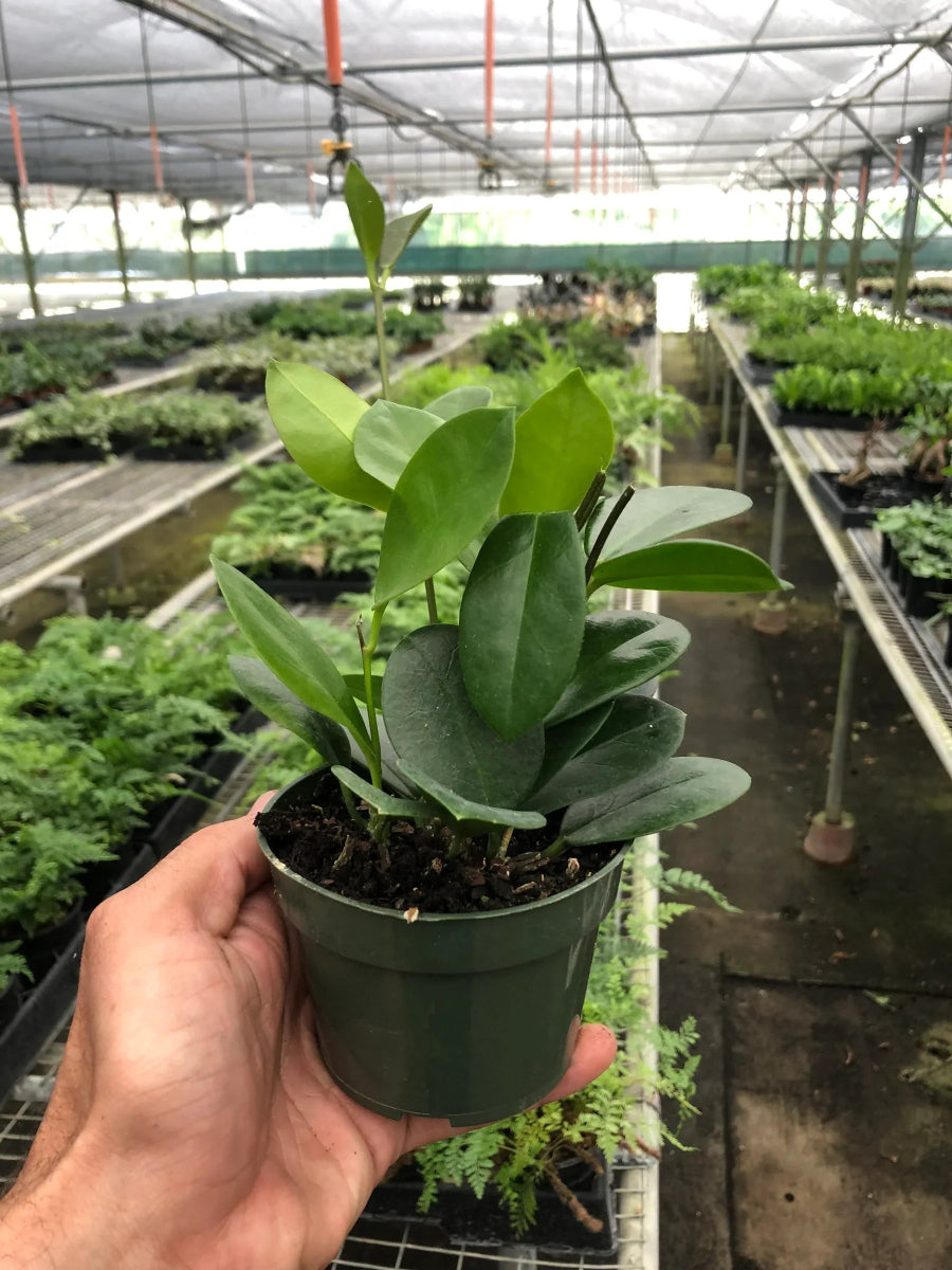 Hoya 'Waxvine' Indoor Plant - Mental Houseplants™