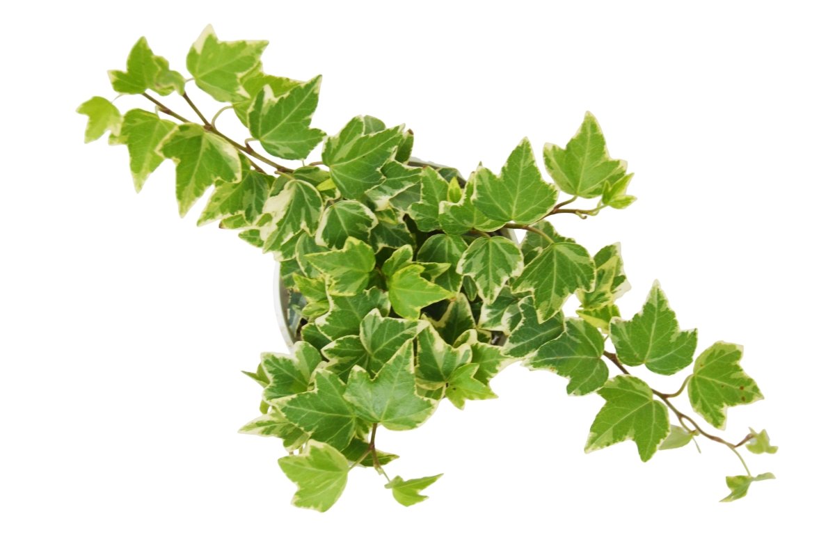 Ivy 'Eva' Indoor Plant - Mental Houseplants™